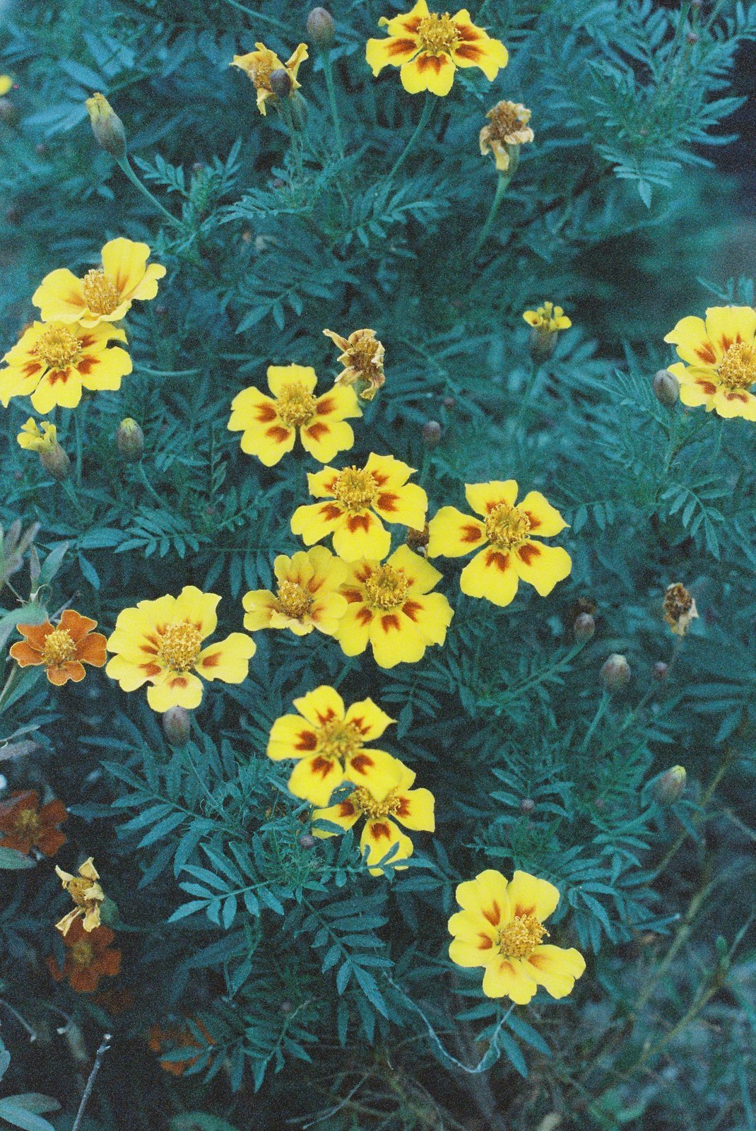 Cinestill 800T 로 찍은 사진. 촬영 노애경