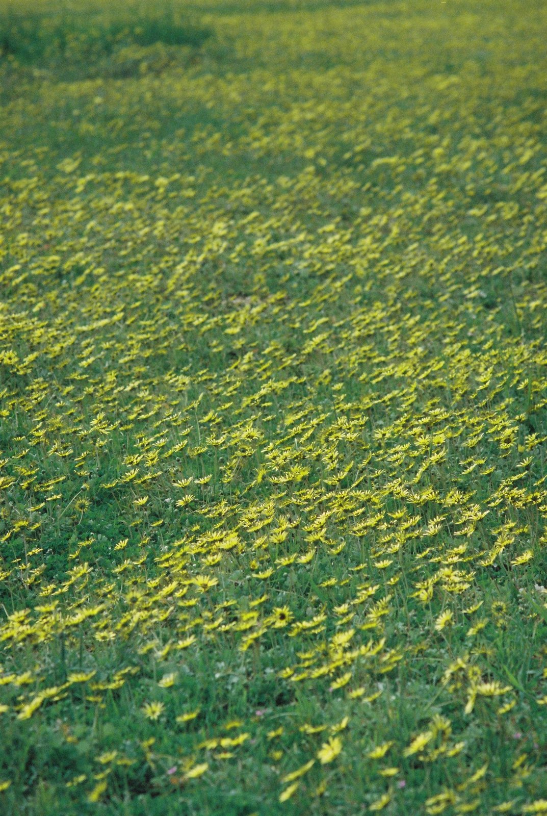 Cinestill 800T 로 찍은 사진. 촬영 장형수