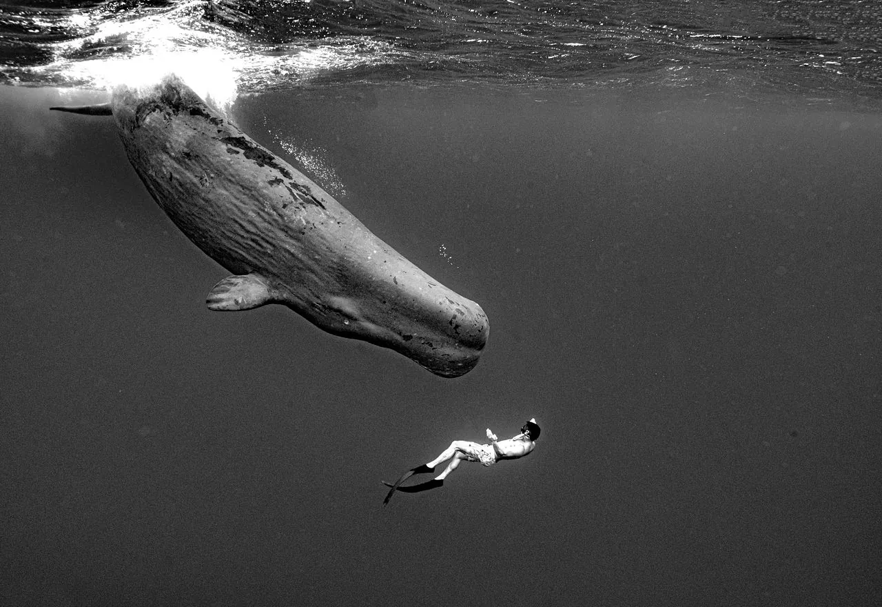 〈움직이는 섬, 고래 Moving Island, Whale〉 작품 이미지. 수면 가까이에서 머리를 든 향유고래와 그 아래쪽에서 누워서 떠 있는 다이버 한 명을 함께 담은 흑백 수중 사진.