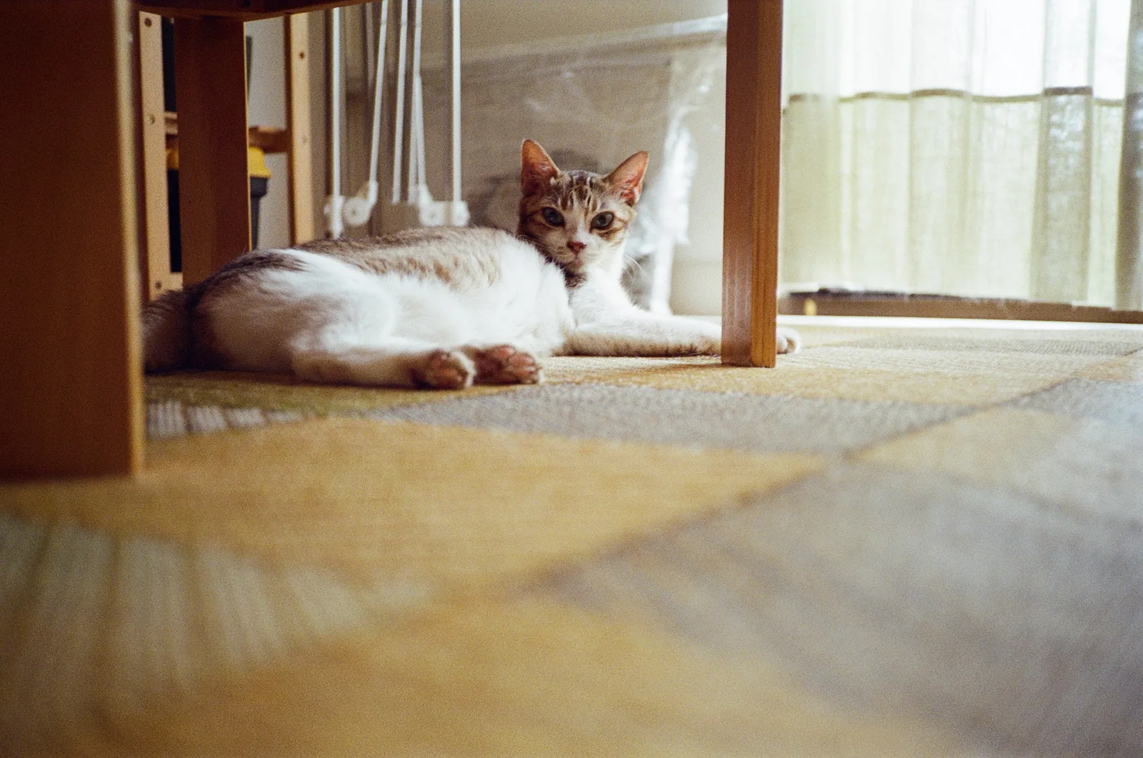 明るい窓辺の木製家具の下で、白と茶トラの猫が織り目のある床に横たわり、カメラの方を見ている。