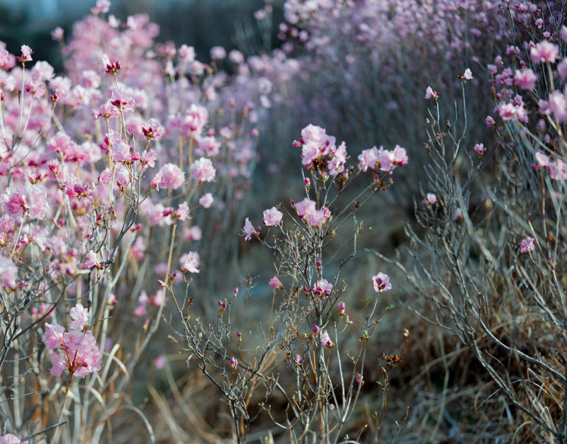 이주형 〈Bloom and Boundary〉 작품 이미지.