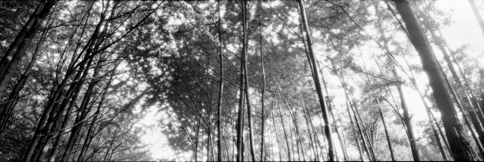 上へ伸びる木の幹と、葉の間から差し込む光をとらえた白黒写真。