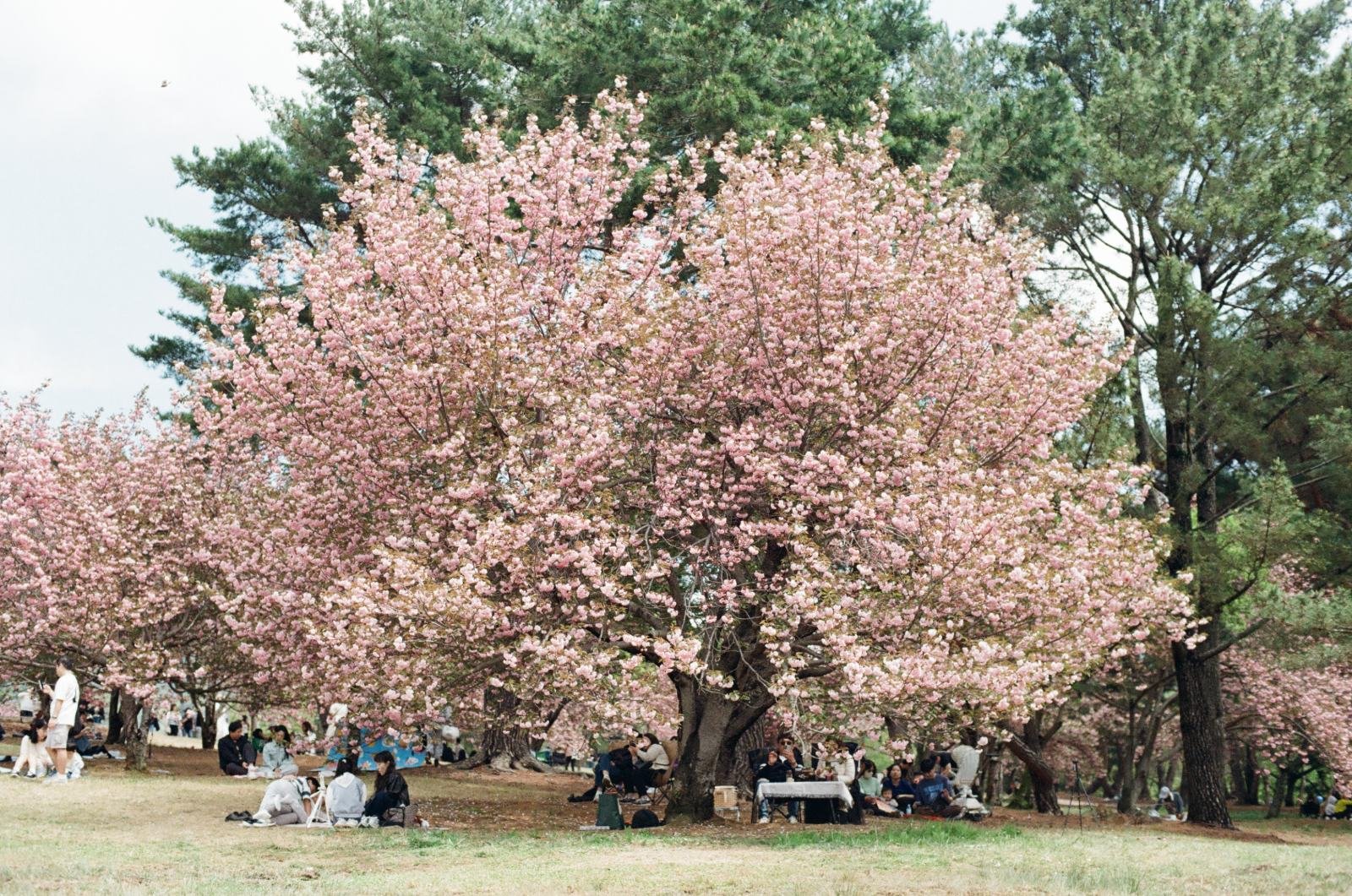 ピンクの花が咲く木の下に集まって座る人々。