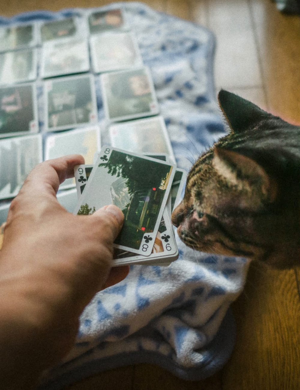 布団の上にカードを並べ、手に持った1枚に猫が鼻を寄せている
