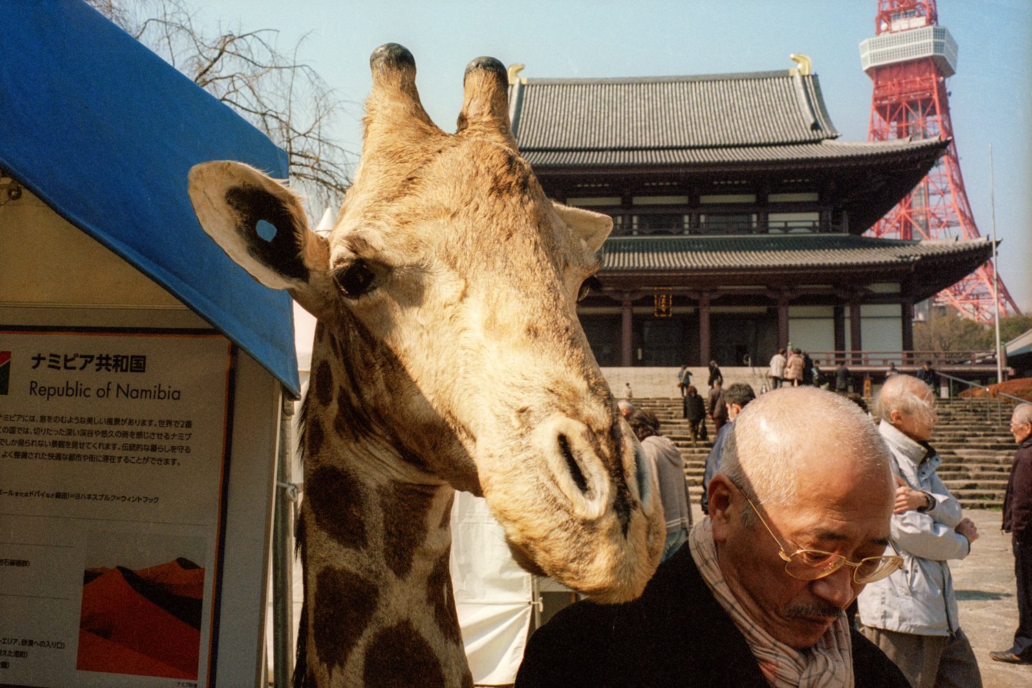 寺の境内に立つキリンの模型の横を、頭の禿げた老人が通り過ぎる。後ろに東京タワーが見える