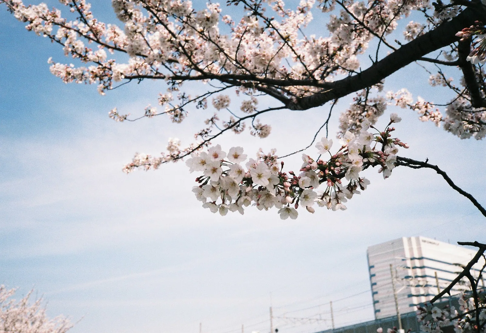 間近に見える桜の花と細い枝、淡い青空。